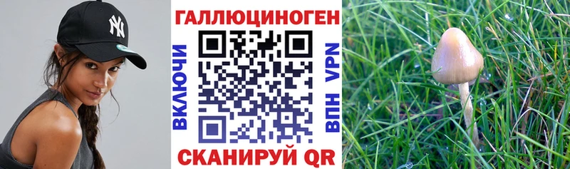 нарко площадка наркотические препараты  Гаджиево  Галлюциногенные грибы ЛСД  сколько стоит  ОМГ ОМГ онион 